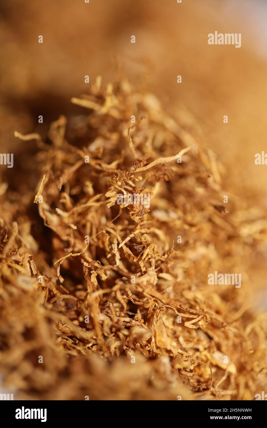 Rouleaux blond albanais feuilles de tabac sheldia gros plan stock photographie haute qualité grands tirages Banque D'Images