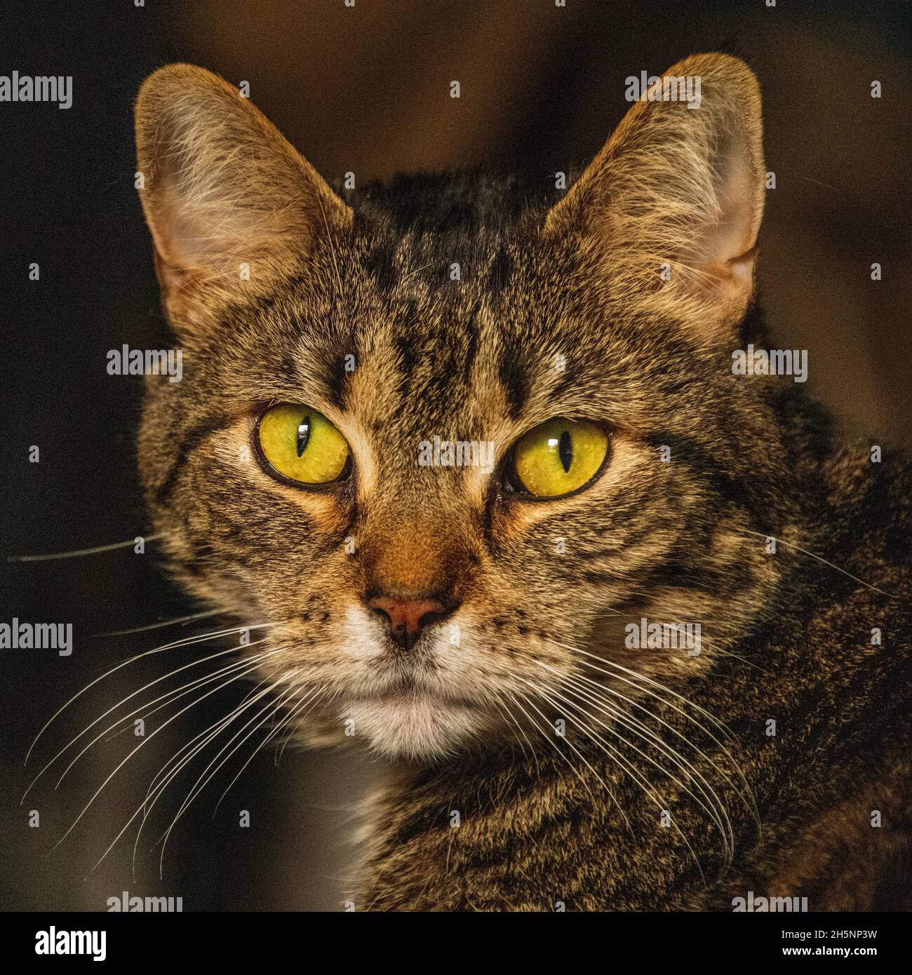 MAX. LE CAT Banque D'Images