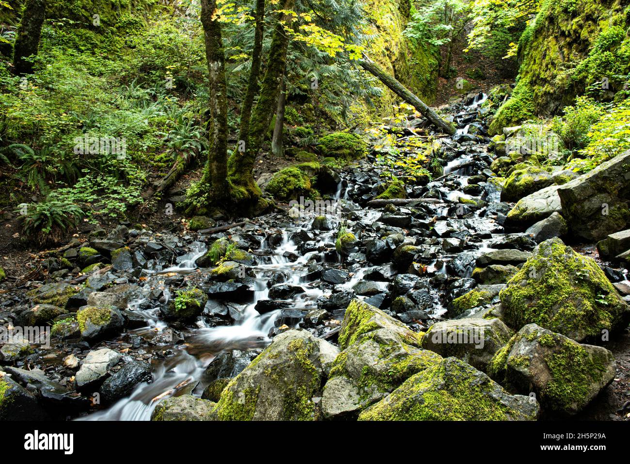 Il s'agit de la chute de famine Creek dans la gorge de Columbia, Oregon.L'eau était encore un peu faible à la mi-octobre. Banque D'Images