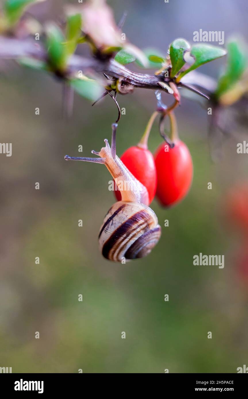 Un petit escargot sur les baies mûres de mûre rouge à l'automne.Photo macro avec un arrière-plan flou Banque D'Images