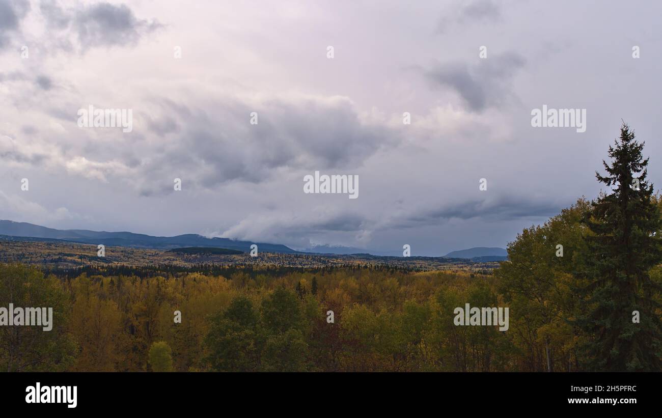 Paysage d'automne coloré avec forêt d'arbres jaunes dans la vallée près de la route Yellowhead (16) au sud de Smithers, Colombie-Britannique, Canada par temps nuageux. Banque D'Images