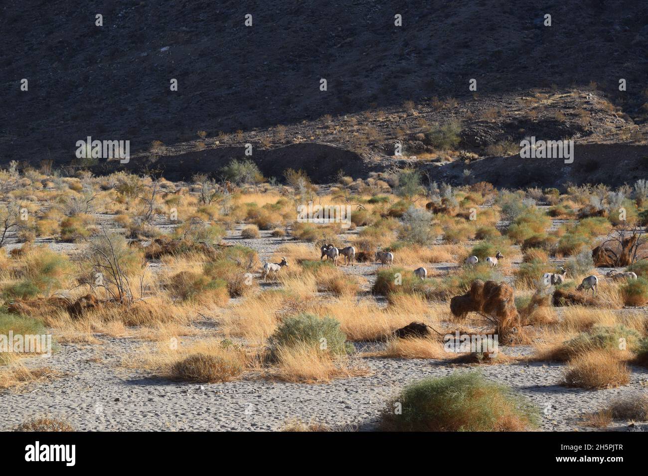 Troupeau de mouflons de Bighorn près de Palm Desert, Californie Banque D'Images