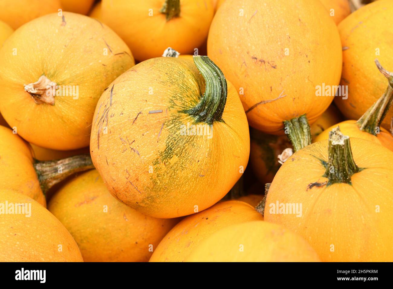 Courge spaghetti à la peau jaune sur la pile Banque D'Images