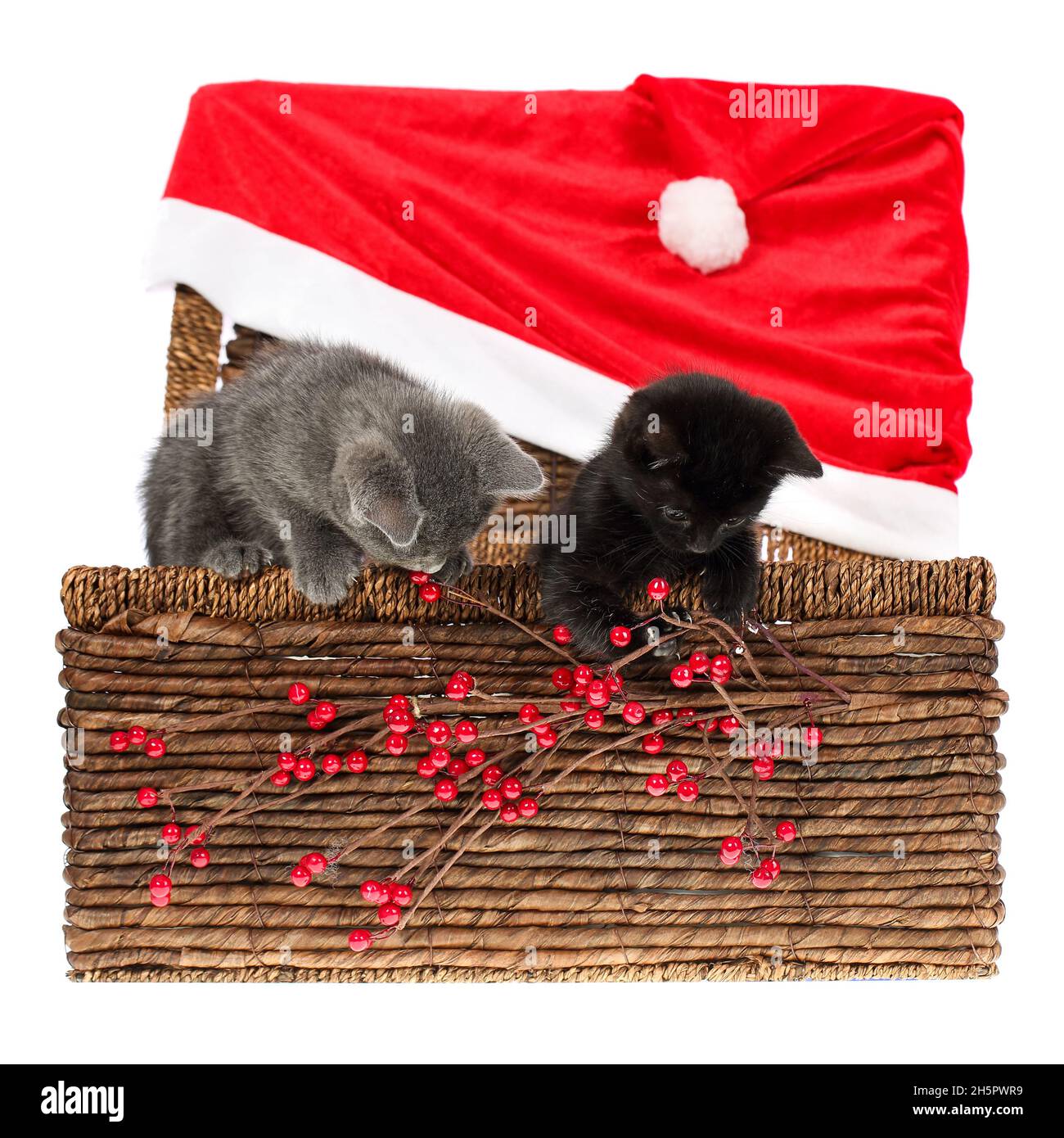 Deux adorables, un gris et un noir un chaton dans un panier en osier avec un énorme chapeau de Santa et une branche de baies de houx , jouant avec la décoration de Noël.Est Banque D'Images