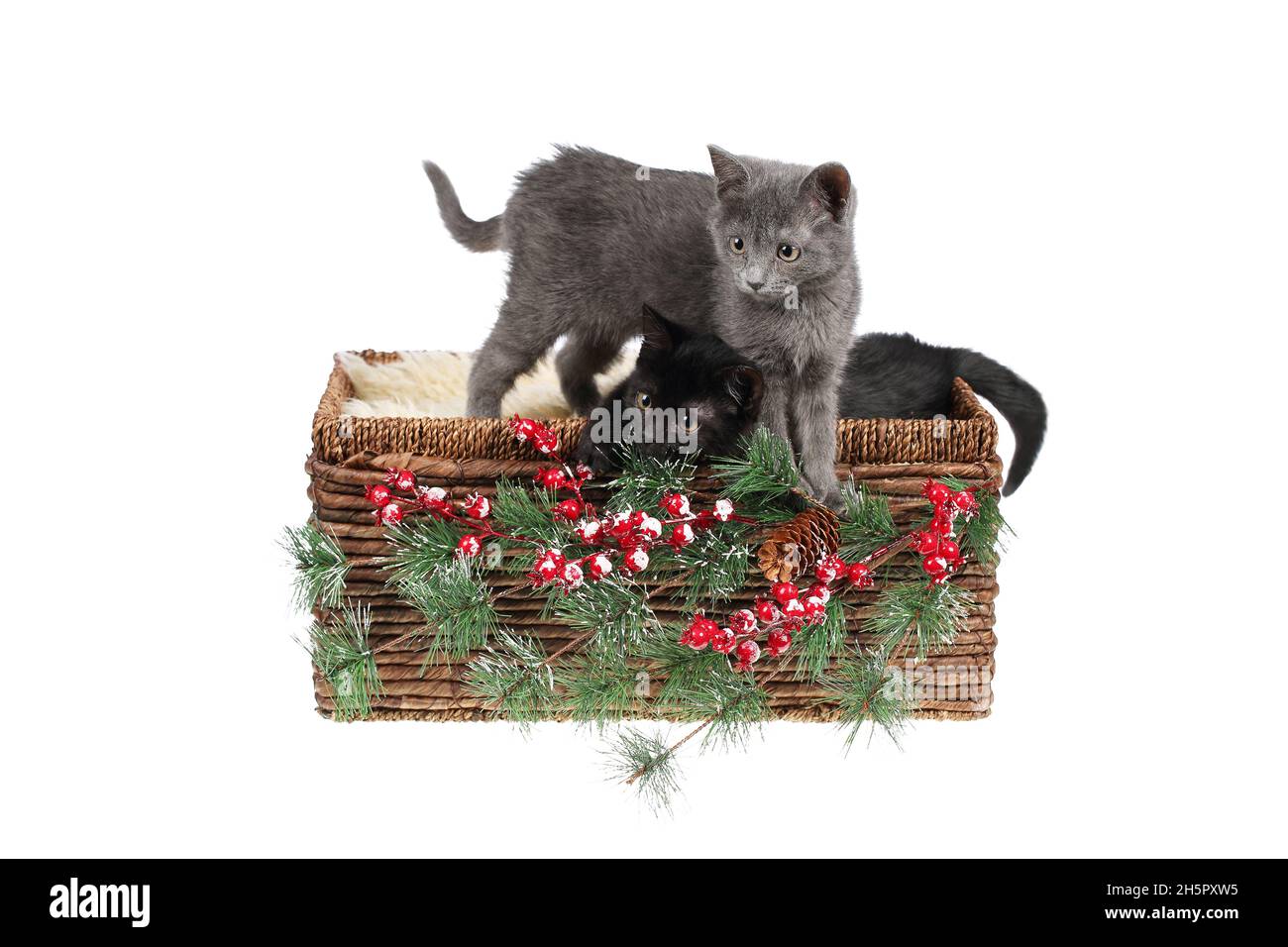 Chat Bebe Banque D Images Detourees Alamy Chat Bebe Banque D Images Detourees Alamy