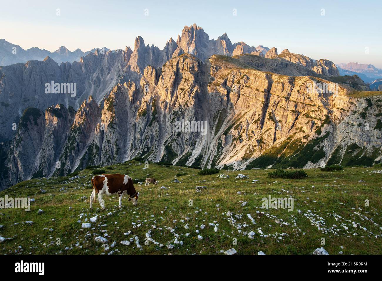 Lever du soleil dans les montagnes avec des vaches en pâturage en premier plan Banque D'Images