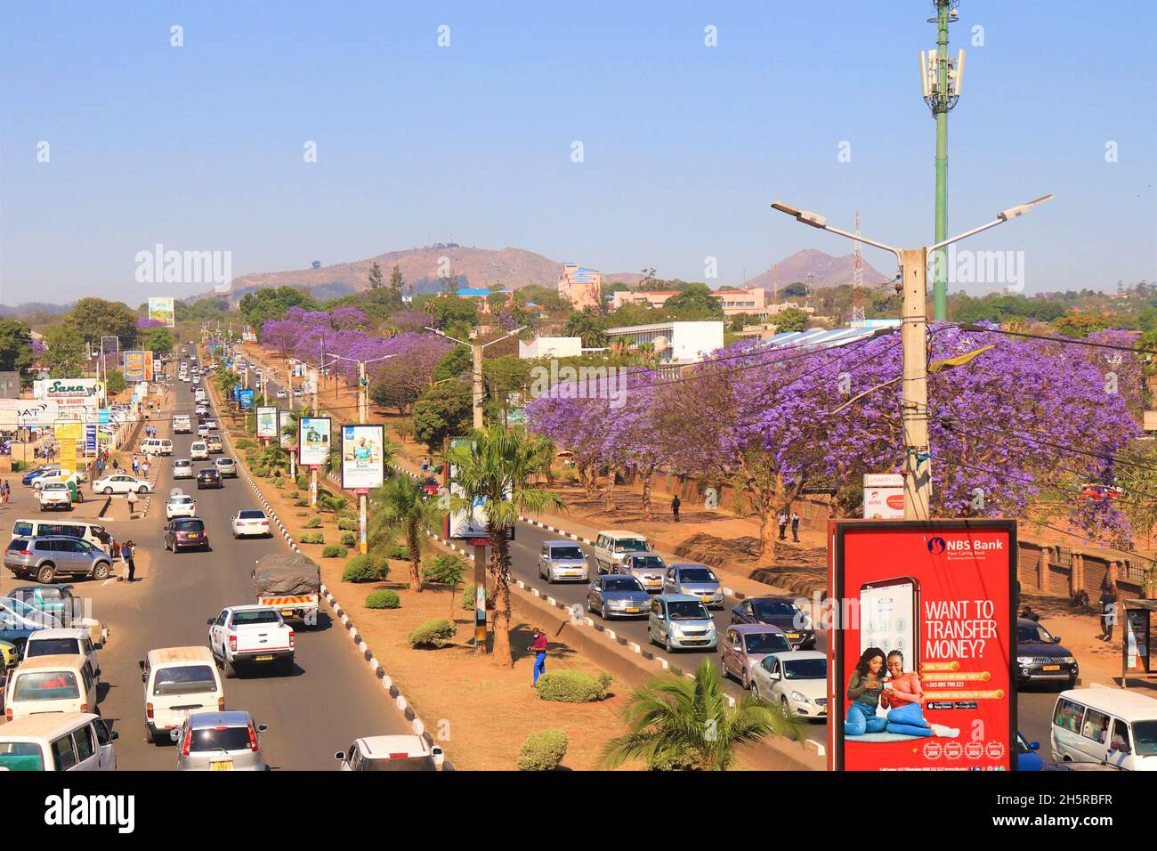Jacarandas fleuriant sur Blantyre, Malawi Banque D'Images