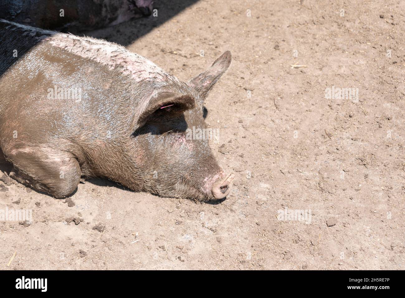 Le cochon domestique à aire libre se trouve au soleil après le bain de boue Banque D'Images