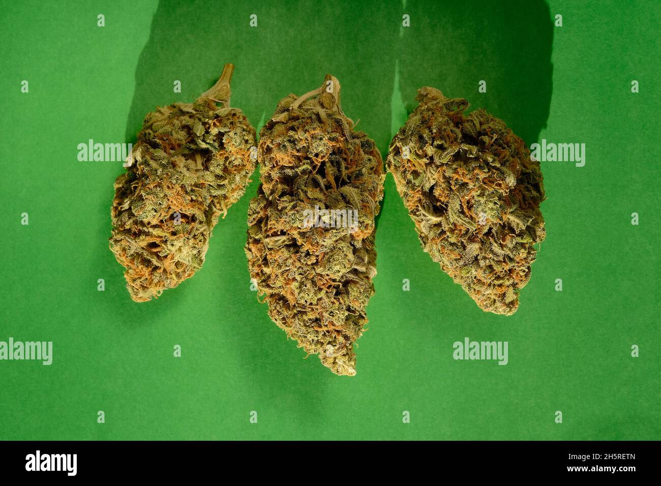 Gros plan des bourgeons de cannabis du cbd, vue macro.La marijuana médicinale fleurit avec des trichomes sur fond de papier vert émeraude.Fleurs séchées de chanvre, vue du dessus. Banque D'Images