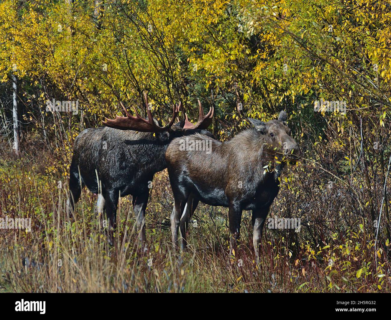 Le taureau d'orignal (également wapiti, Alces alces) se renifle sur le fond d'une vache en pâturage en automne dans le parc national Jasper, Alberta, Canada. Banque D'Images