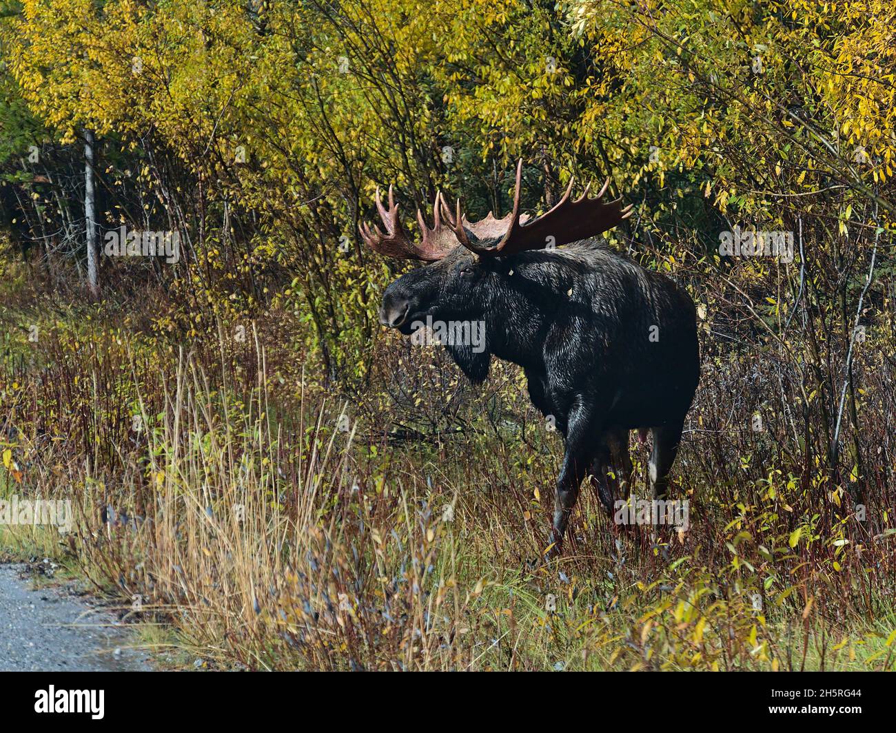 Vue imprenable sur le gros taureau d'orignal (également wapiti, Alces alces) à côté de la route entre l'herbe colorée et les arbres en automne dans le parc national Jasper, Canada. Banque D'Images