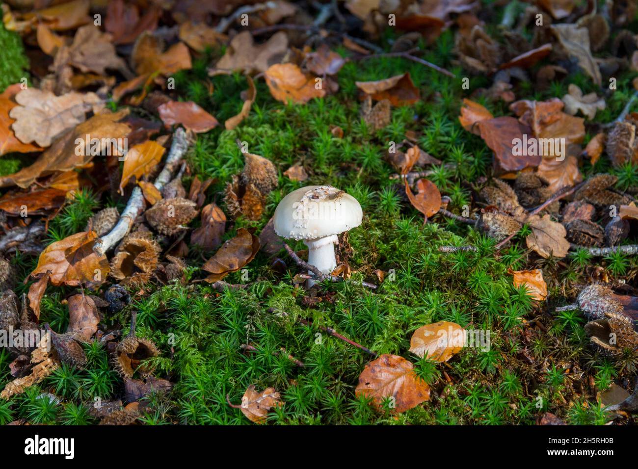 Blanc Faux tête de mort image centrale de champignon dans parmi les feuilles de hêtre d'automne déchue et la mousse vert vif.Une mouche est assise sur le champignon. Banque D'Images