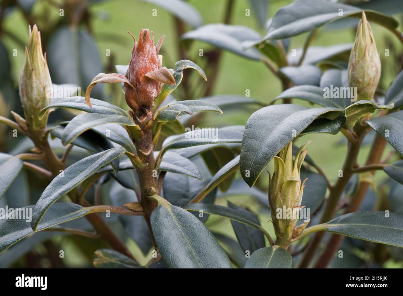 Bourgeons (Pycnotysanus azaleae) morts, bruns, avortés, bourgeons de fleurs malades avec des feuilles saines, Berkshire, mars Banque D'Images