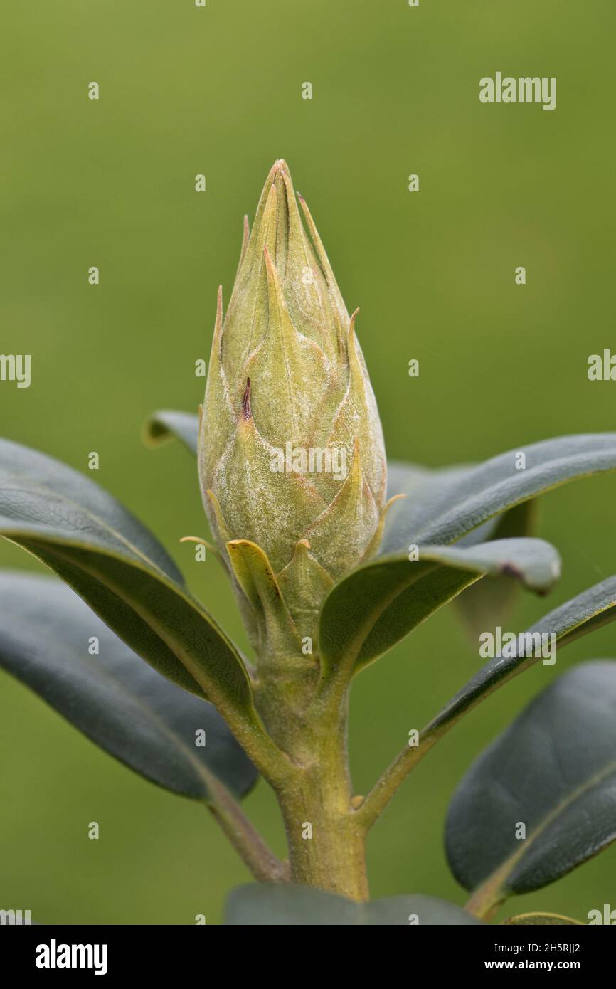 Un bourgeon sain sur un arbuste ornemental à feuilles persistantes de rhododentron (Rhododendron sp.) à la fin de l'hiver, Berkshire, mars Banque D'Images