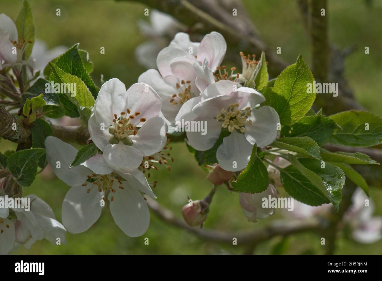 Fleurs et ouverture des boutons de fleurs et des jeunes feuilles sur une variété de branche de pomme découverte au printemps, cette variété est cultivée pour manger, Berkshire, mai Banque D'Images