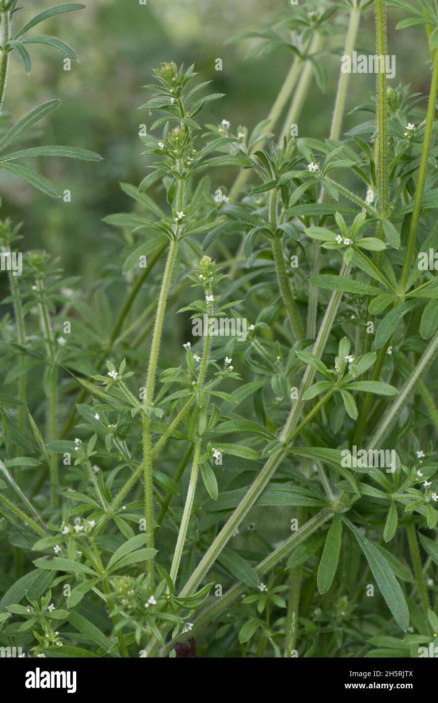 Plante à fleurs avec petites feuilles blanches et poils crochetés, Berkshire, juin Banque D'Images
