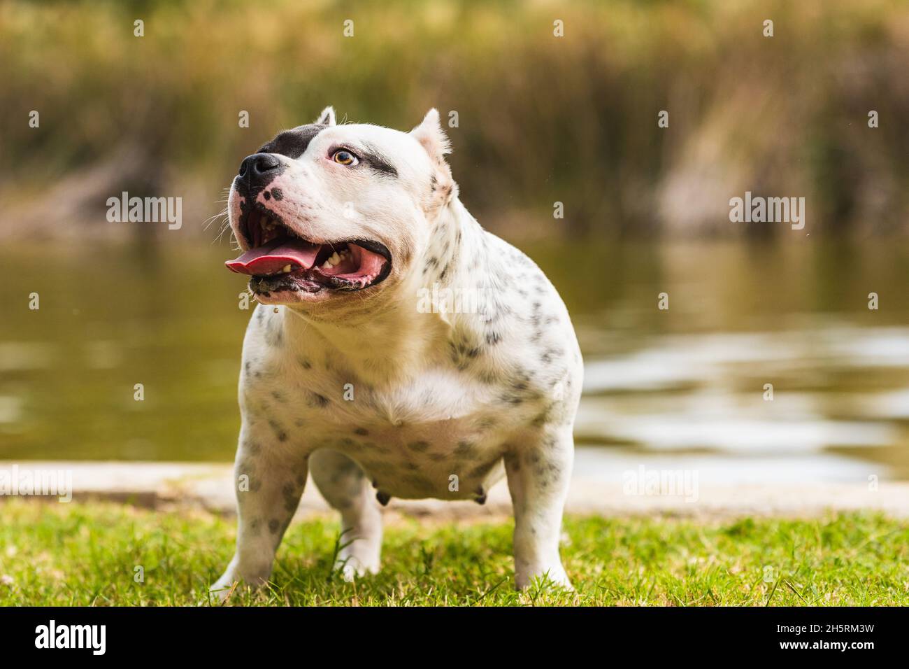 Chien taureau américain noir et blanc debout à côté d'une rivière Banque D'Images