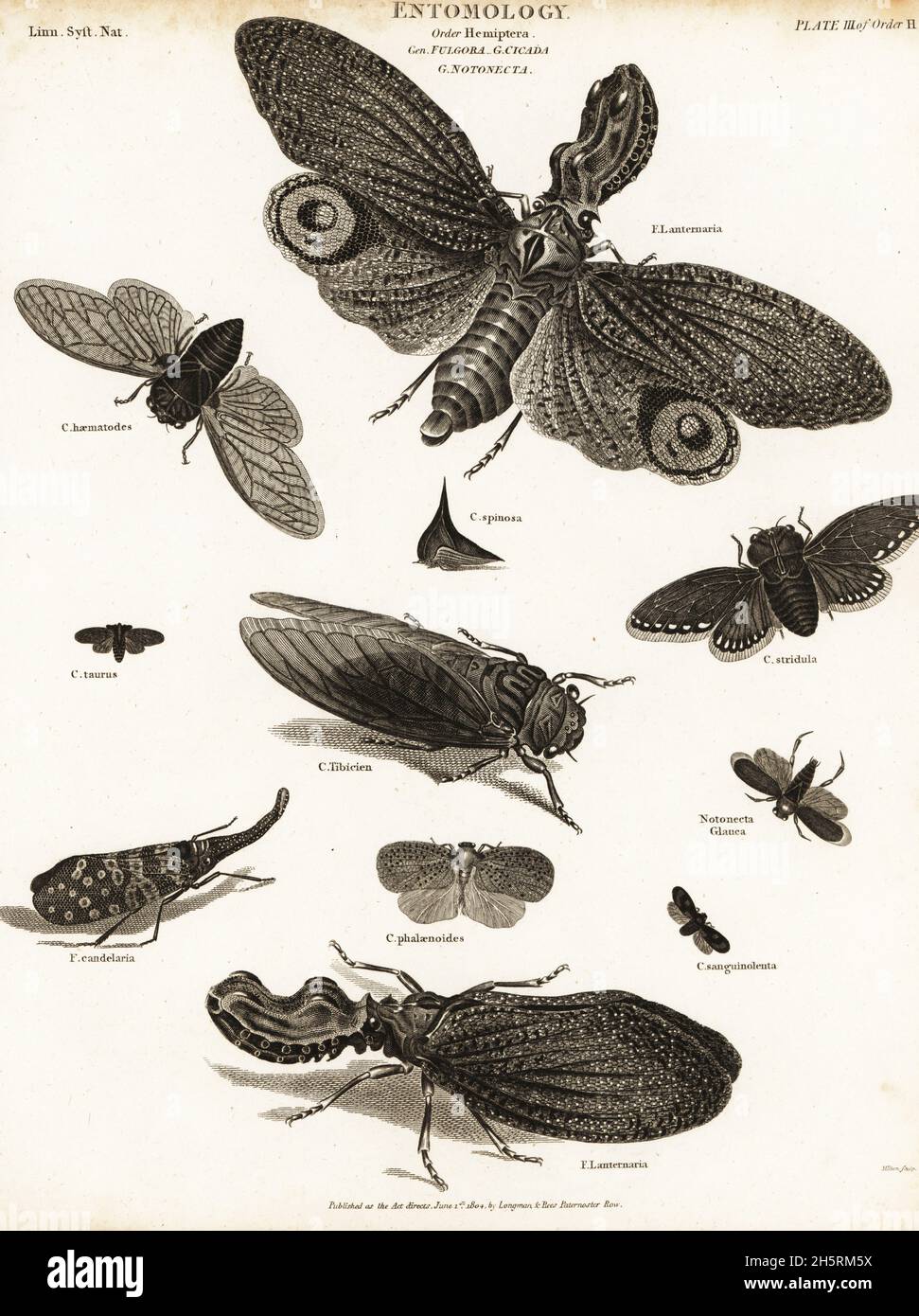Lanterne, cigadas, planthoppers, etc. Lanterne, Fulgora lanternaria,Pyrops candelaria, cicada rouge, Tibicina haematodes, Cicada taurus, Champaka spinosa,Cicada tibicien, Poekilloptera phalaenoides.Gravure sur plaque de coperplate de Milton de la Cyclopedia d'Abraham Rees ou du Dictionnaire universel des arts, des sciences et de la littérature, Longman et Rees, Londres, 1804. Banque D'Images