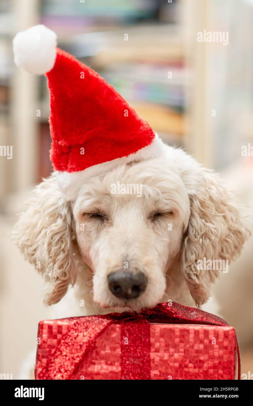 Un concept de nouvelle année sans intérêt.Le chien s'endorme dans un chapeau du nouvel an. Banque D'Images