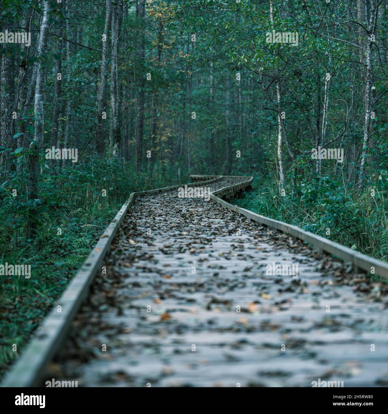ancien sentier de randonnée humide en bois dans une forêt verte profonde. perspective dans la nature Banque D'Images
