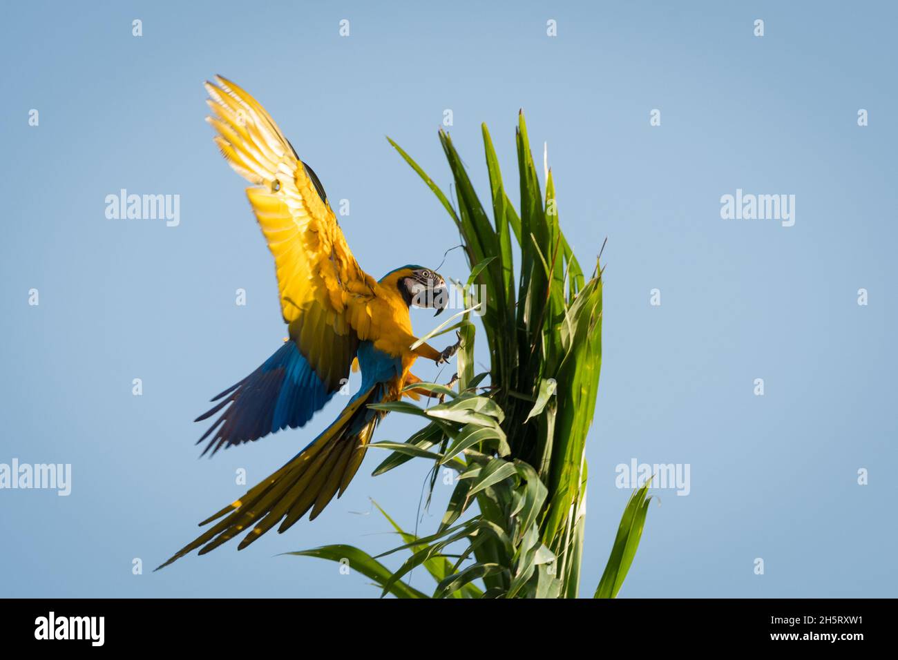 Une paire d'aras bleu et jaune volant et étant espiègle Banque D'Images Une paire d'aras bleu et jaune volant et étant espiègle Banque D'Images