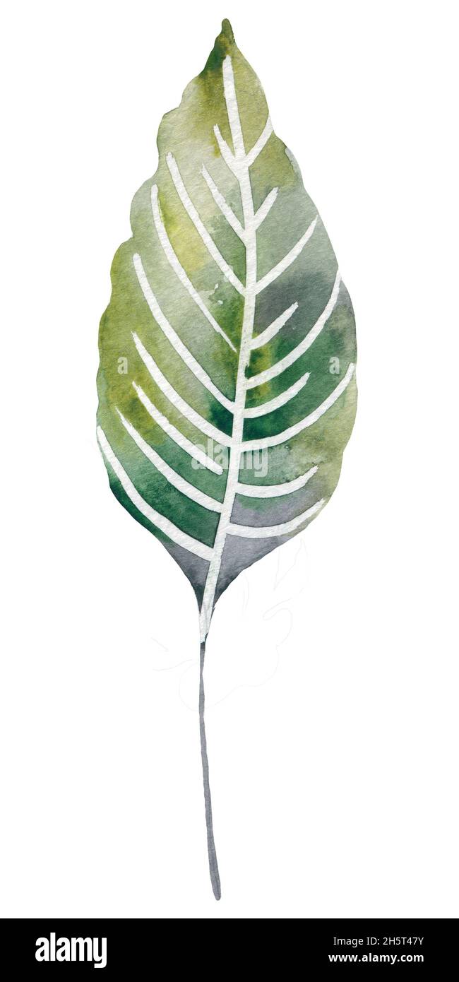 Quatre feuilles tropicales. Illustration de feuilles dessinées à la main en aquarelle. Banque D'Images