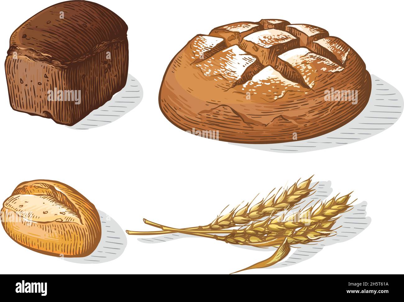 Illustration de l'ensemble de pain dessiné à la main et coloré.Autres types de blé, farine de pain frais.Collection gravée de boulangerie alimentaire au gluten Illustration de Vecteur