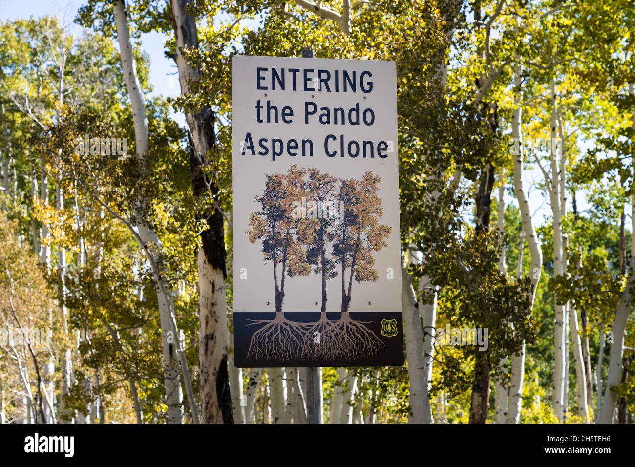 Le clone de Pando Aspen, considéré comme le plus grand organisme au monde, dans la forêt nationale de Fishlake, Utah. Banque D'Images