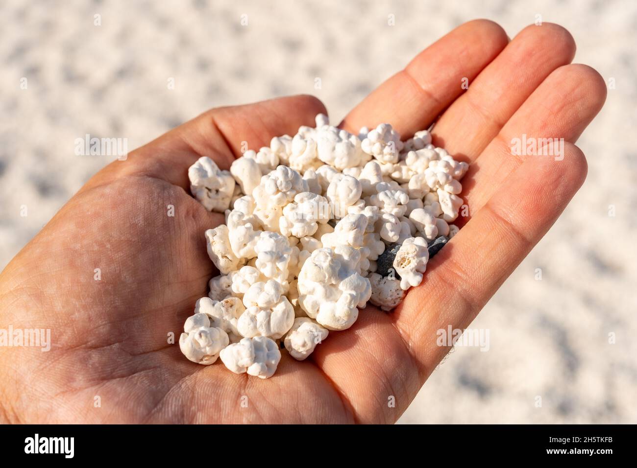 Le corail s'égratigne en formes de popcornes dans la paume d'un homme à la plage de Popcorn, en Espagne Banque D'Images