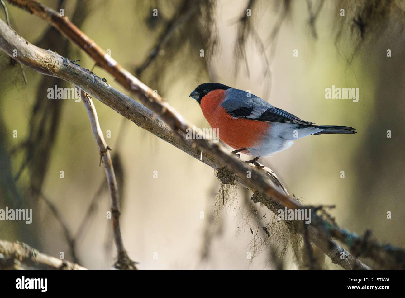 Bullfinch eurasien, Pyrrhula pyrrhula assis dans un arbre avec lichen, Laponie suédoise, Suède Banque D'Images