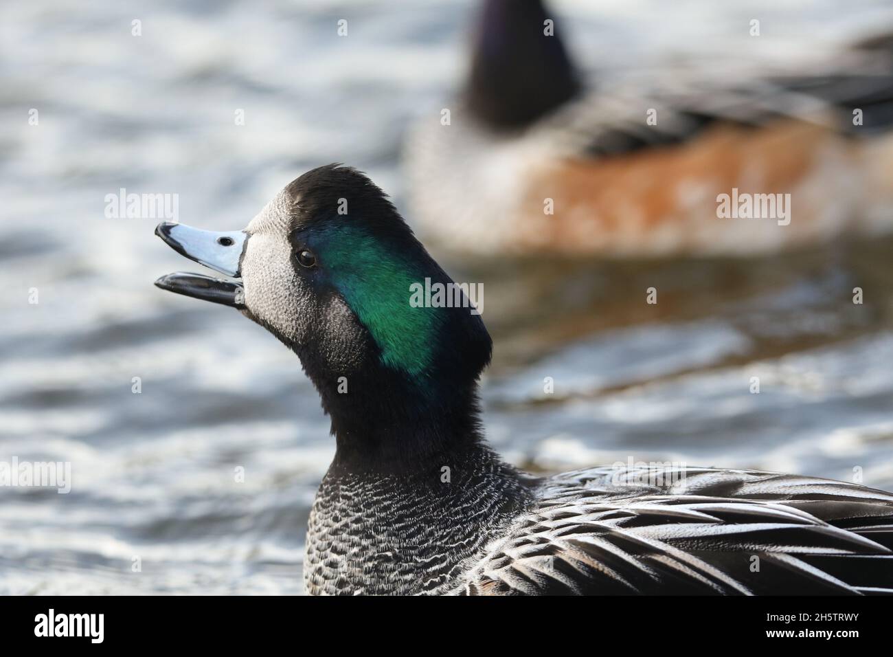 A appelé drake Chiloe Wigeon, Mareca sibilatrix, nageant sur un étang de la réserve faunique de Slimbridge. Banque D'Images