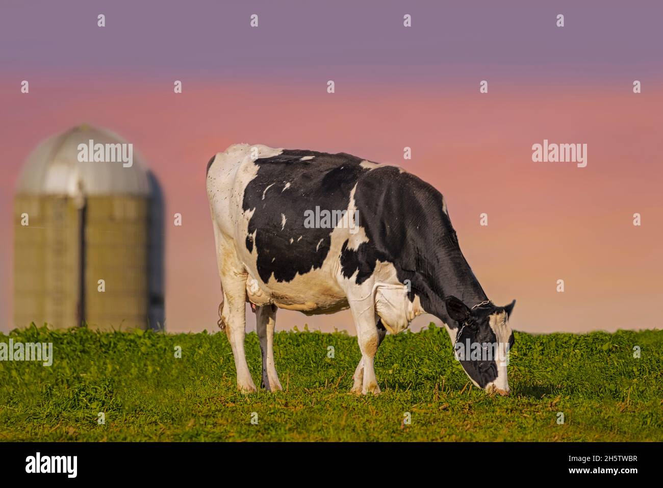 Holstein vache laitière - les Holsteins représentent environ 90% des vaches laitières en Amérique.Ils doivent leur popularité à leur productivité – en moyenne n Banque D'Images