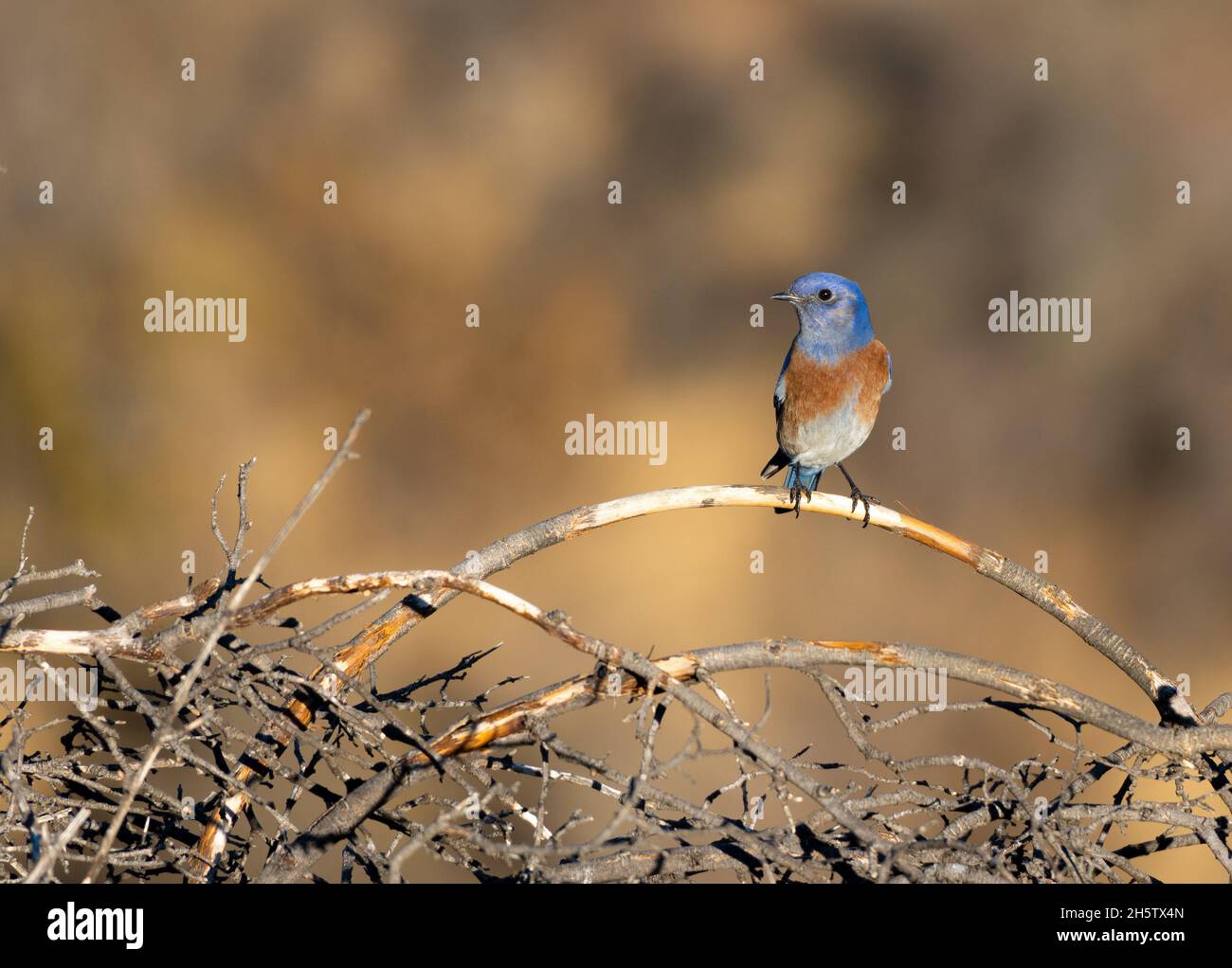 Un bluebird occidental mâle (Sialia mexicana) perche sur une succursale à Woodland Hills, Californie, États-Unis Banque D'Images