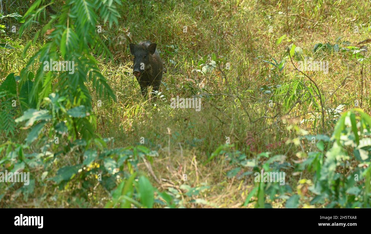 Sanglier, sus Scrofa, Huai Kha Kaeng Wildlife Sanctuary, Thaïlande. Banque D'Images Sanglier, sus Scrofa, Huai Kha Kaeng Wildlife Sanctuary, Thaïlande. Banque D'Images