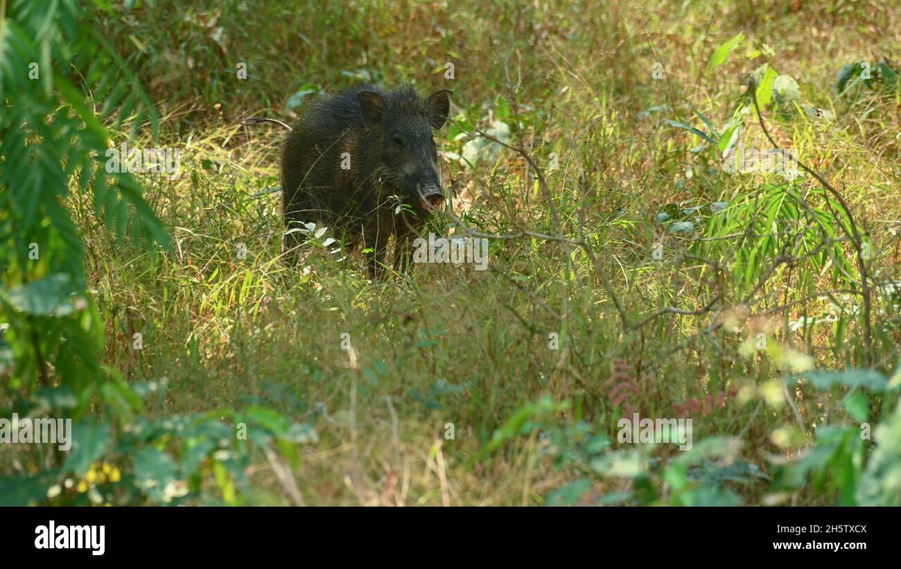 Sanglier, sus Scrofa, Huai Kha Kaeng Wildlife Sanctuary, Thaïlande. Banque D'Images Sanglier, sus Scrofa, Huai Kha Kaeng Wildlife Sanctuary, Thaïlande. Banque D'Images