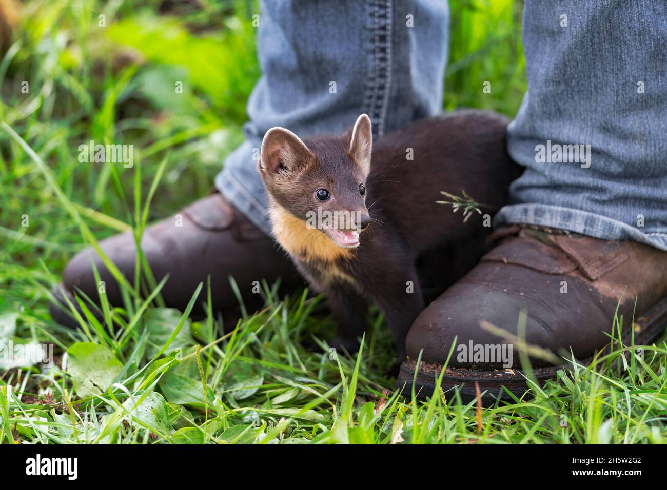 American Pine Marten (Martes americana) Kit se tient entre Handlers Boots bouche ouverte été Banque D'Images