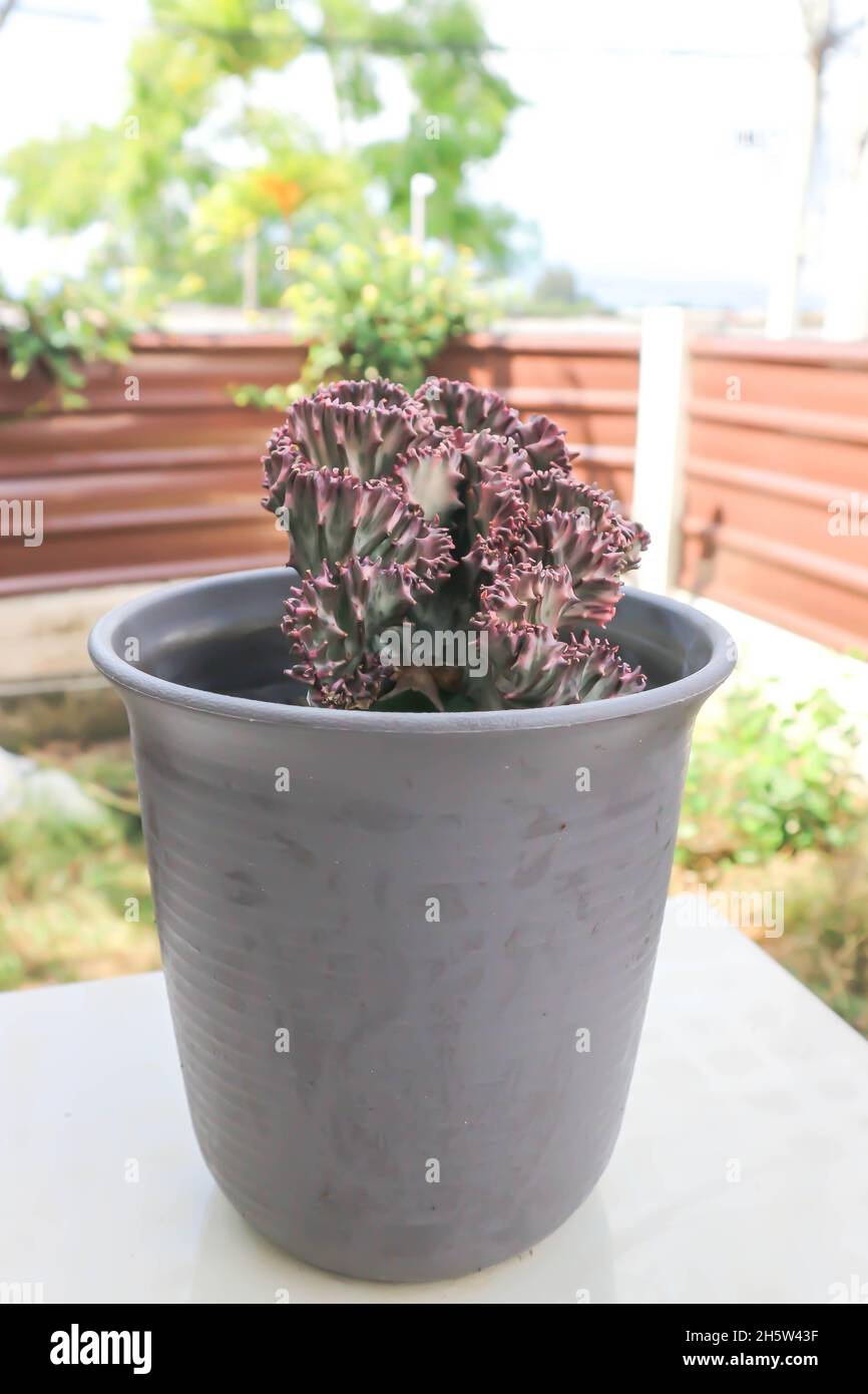 Euphorbia lactea, Candelabra Cactus ou os de dragon ou faux Cactus dans le pot de fleurs Banque D'Images