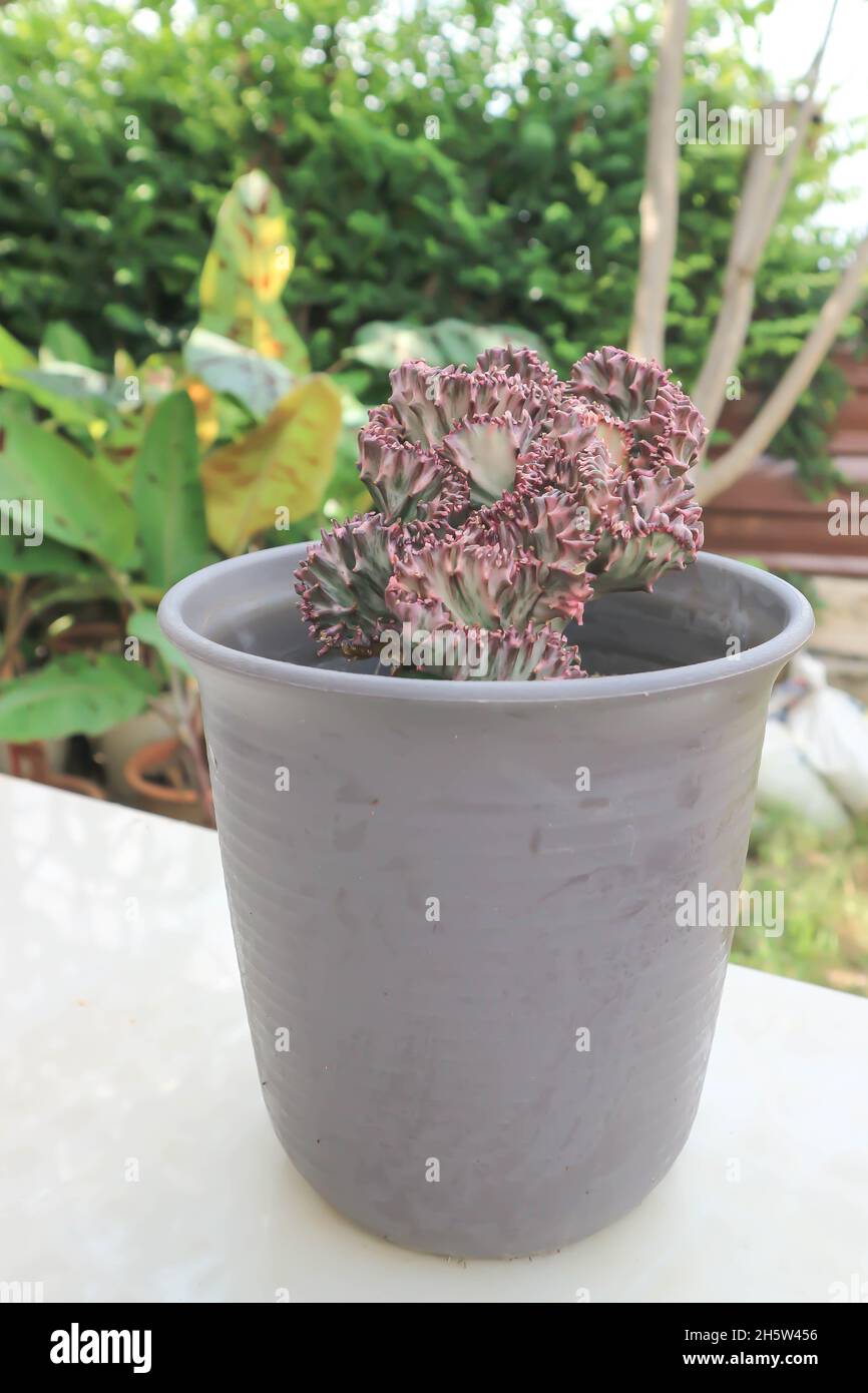 Euphorbia lactea, Candelabra Cactus ou os de dragon ou faux Cactus dans le pot de fleurs Banque D'Images