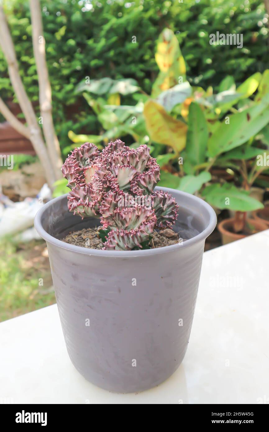 Euphorbia lactea, Candelabra Cactus ou os de dragon ou faux Cactus dans le pot de fleurs Banque D'Images