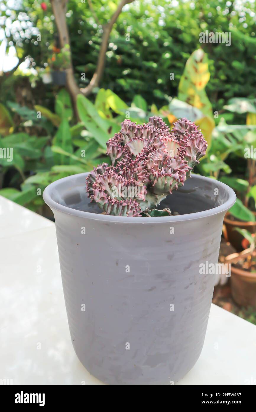 Euphorbia lactea, Candelabra Cactus ou os de dragon ou faux Cactus dans le pot de fleurs Banque D'Images