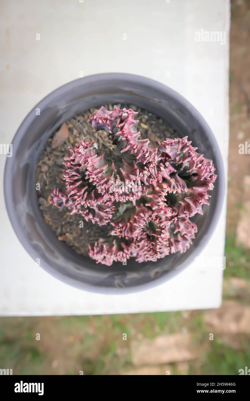Euphorbia lactea, Candelabra Cactus ou os de dragon ou faux Cactus dans le pot de fleurs Banque D'Images