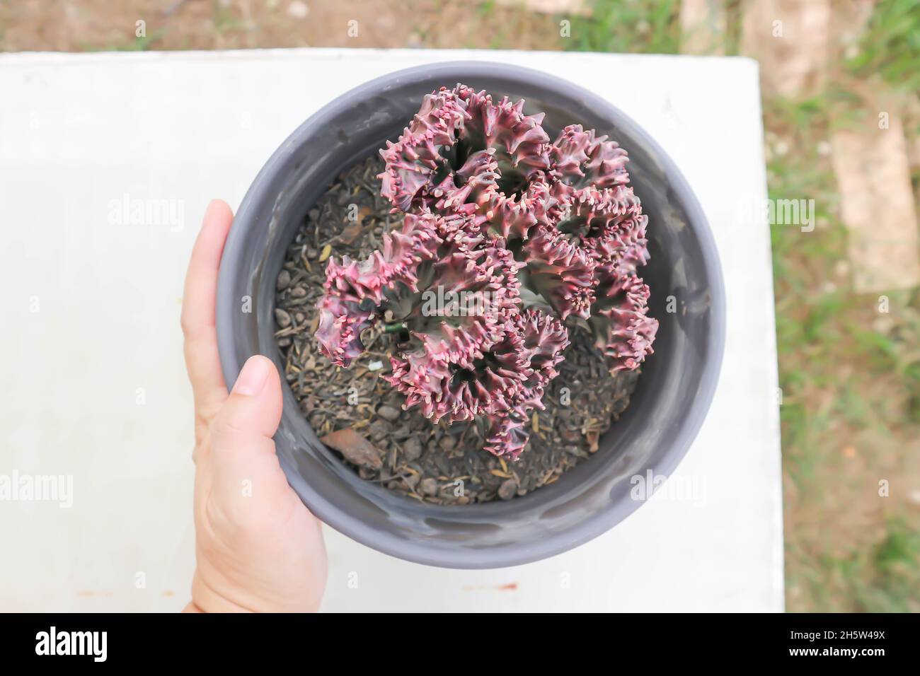 Euphorbia lactea, Candelabra Cactus ou os de dragon ou faux Cactus dans le pot de fleurs Banque D'Images