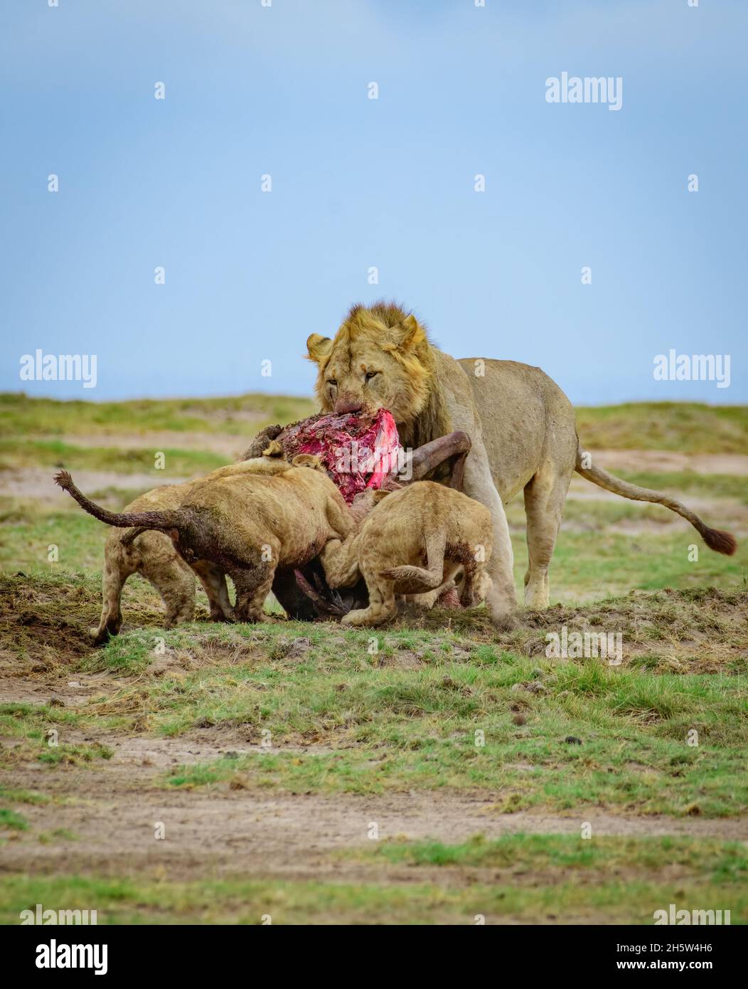 Les petits lions se battent avec le Lion mâle pour la nourriture, les petits lions se battent avec le gros Lion, les Lions se battent pour la nourriture, Simba se battent avec Mufasa, Roi Lion Banque D'Images