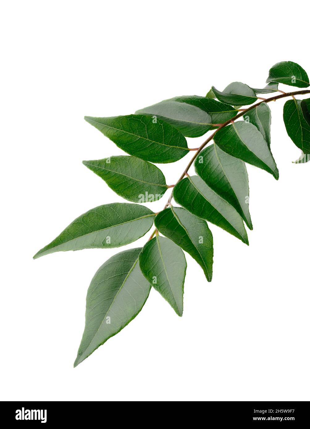 feuillage de feuilles de curry, herbe saine utilisée dans la cuisine asiatique sur fond blanc, gros plan Banque D'Images