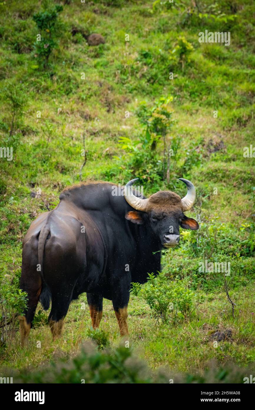 Le Gaur, également connu sous le nom de bison indien, est un bovin originaire de l'Asie du Sud et du Sud-est Banque D'Images