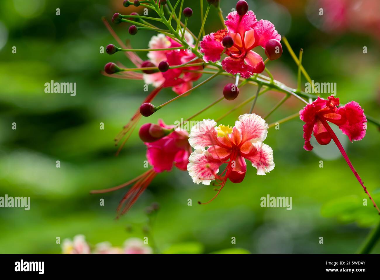 Belle fleur de paon multicolore également connue sous le nom de fierté de la Barbade dans le jardin, qui nom scientifique est Caesalpinia pulcherrima. Banque D'Images