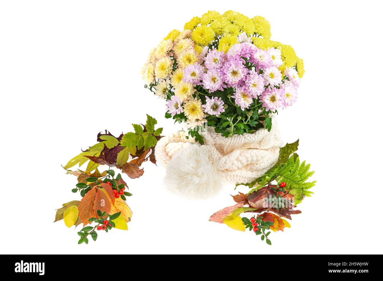 Diverses feuilles d'automne colorées sont autour d'un chrysanthème.Les fleurs sont dans un chapeau de pompon.Chrysanthème aux fleurs de différentes couleurs. Banque D'Images