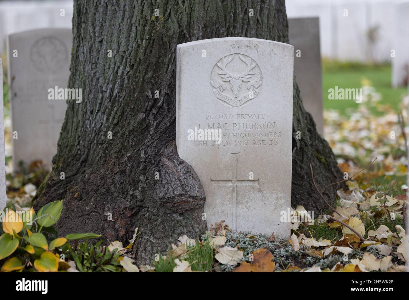 Ypres, Belgique.11 novembre 2021.La pierre tombale du soldat J. Mac Pherson des Seaforth Highlanders est entourée du tronc d'un petit arbre.Le soldat Mac Pherson est mort pendant la première Guerre mondiale et est enterré dans le cimetière agricole d'Essex, en Flandre Occidentale.Crédit : Juergen Schwarz/Alay Live News Banque D'Images