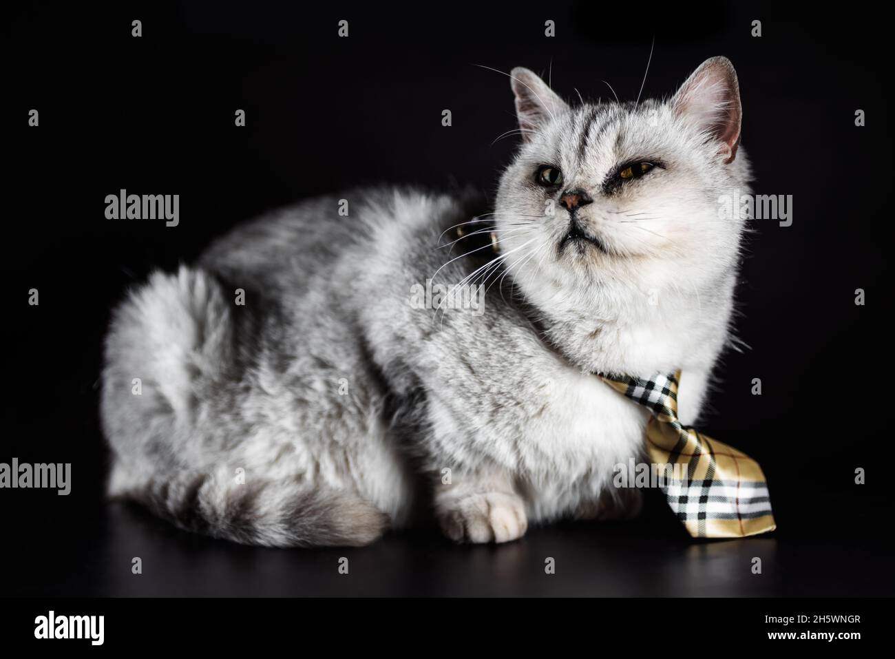 un chat gris en cravate sur un fond noir studio tourné Banque D'Images