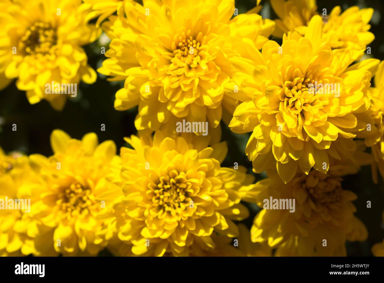 Grand bouquet de chrysanthèmes orange jaune au soleil de la saison d'automne. Fleurs parfumées d'automne pleine fleur. Magnifique papier peint fleuri en fleurs. Saluez Banque D'Images